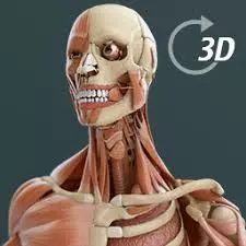 Visual Anatomy 2 v0 build 40